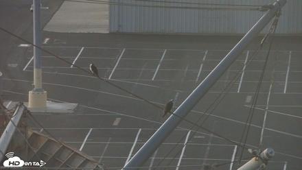 San Francisco Bay Osprey Nest Live Webcam - Jun 6, 2026, 9:00pm PDT