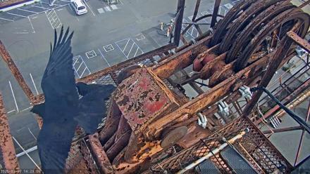 San Francisco Bay Osprey Nest Live Webcam - Mar 7, 2026, 2:25pm PST