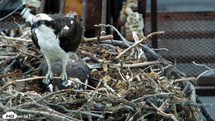 San Francisco Bay Osprey Nest Live Webcam - May 28, 2026, 2:28pm PDT