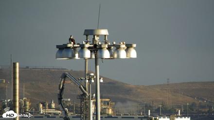 San Francisco Bay Osprey Nest Live Webcam - Sep 5, 2026, 7:47am PDT