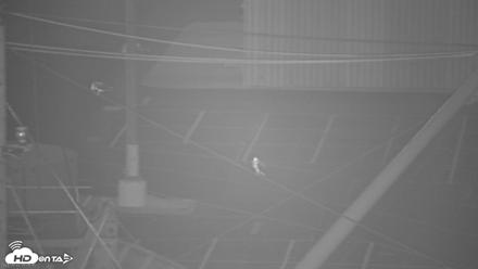 San Francisco Bay Osprey Nest Live Webcam - Jun 22, 2026, 5:06am PDT