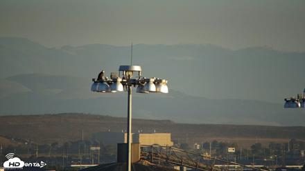 San Francisco Bay Osprey Nest Live Webcam - Sep 9, 2026, 7:18am PDT