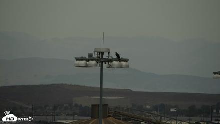 San Francisco Bay Osprey Nest Live Webcam - Oct 21, 2026, 2:59pm PDT
