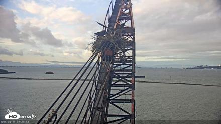 San Francisco Bay Osprey Nest Live Webcam - Apr 11, 2026, 7:20am PDT