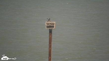 San Francisco Bay Osprey Nest Live Webcam - Jul 9, 2026, 3:20pm PDT