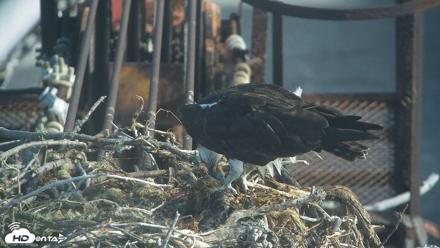 San Francisco Bay Osprey Nest Live Webcam - Jul 27, 2026, 8:37am PDT