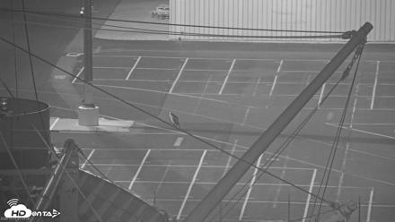 San Francisco Bay Osprey Nest Live Webcam - Oct 1, 2026, 8:29pm PDT