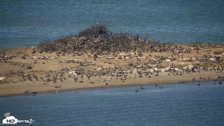 San Francisco Bay Osprey Nest Live Webcam - Jul 23, 2026, 11:10am PDT