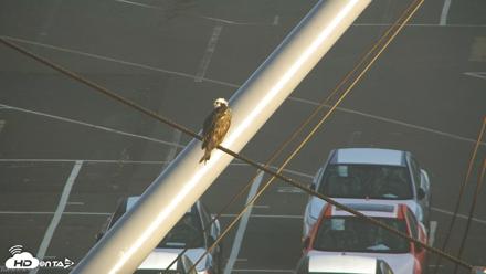 San Francisco Bay Osprey Nest Live Webcam - Sep 30, 2026, 8:13am PDT
