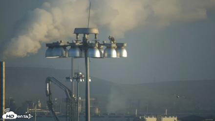 San Francisco Bay Osprey Nest Live Webcam - Jul 31, 2026, 6:52am PDT