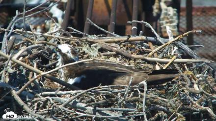 San Francisco Bay Osprey Nest Live Webcam - May 26, 2026, 2:12pm PDT