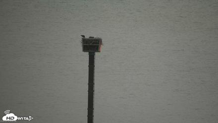 San Francisco Bay Osprey Nest Live Webcam - Aug 15, 2026, 8:49am PDT