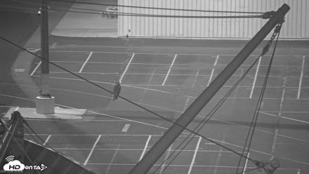 San Francisco Bay Osprey Nest Live Webcam - Oct 8, 2026, 7:41pm PDT