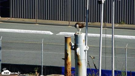 San Francisco Bay Osprey Nest Live Webcam - May 17, 2026, 8:46am PDT