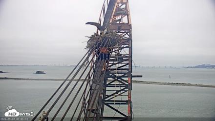 San Francisco Bay Osprey Nest Live Webcam - May 7, 2026, 7:07am PDT