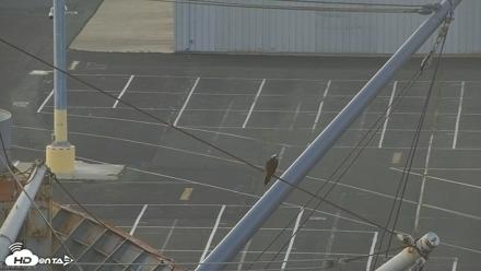 San Francisco Bay Osprey Nest Live Webcam - Jun 6, 2026, 8:34pm PDT
