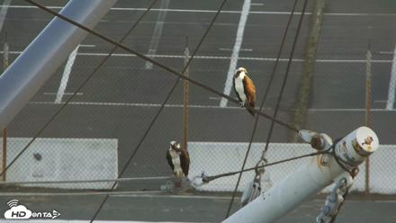 San Francisco Bay Osprey Nest Live Webcam - May 31, 2026, 6:46am PDT