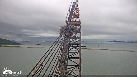San Francisco Bay Osprey Nest Live Webcam - Apr 10, 2026, 10:09am PDT