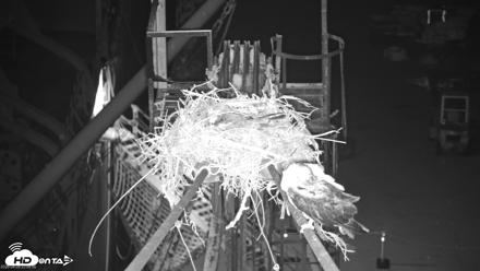 San Francisco Bay Osprey Nest Live Webcam - Apr 29, 2026, 11:59pm PDT