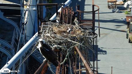 San Francisco Bay Osprey Nest Live Webcam - May 15, 2026, 4:49pm PDT