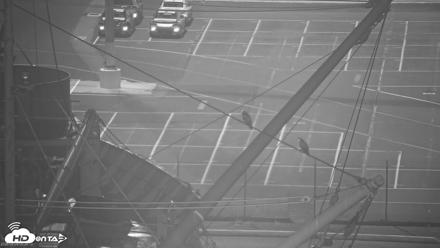 San Francisco Bay Osprey Nest Live Webcam - Aug 28, 2026, 5:28am PDT