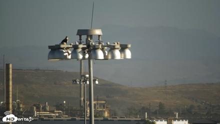 San Francisco Bay Osprey Nest Live Webcam - Jun 28, 2026, 8:10am PDT