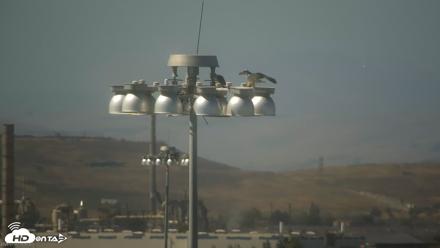 San Francisco Bay Osprey Nest Live Webcam - Jul 7, 2026, 3:54pm PDT