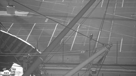 San Francisco Bay Osprey Nest Live Webcam - Oct 7, 2026, 5:59am PDT