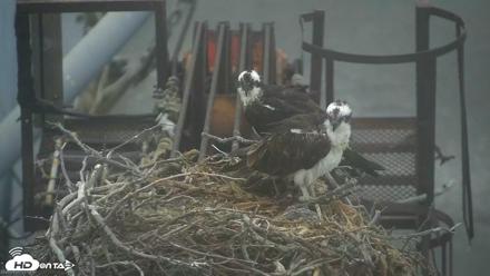 San Francisco Bay Osprey Nest Live Webcam - Aug 7, 2026, 7:22am PDT