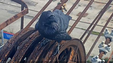 San Francisco Bay Osprey Nest Live Webcam - Mar 7, 2026, 2:23pm PST