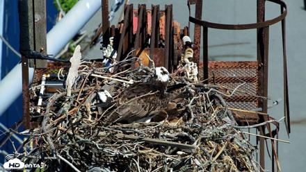 San Francisco Bay Osprey Nest Live Webcam - Apr 13, 2026, 11:06am PDT
