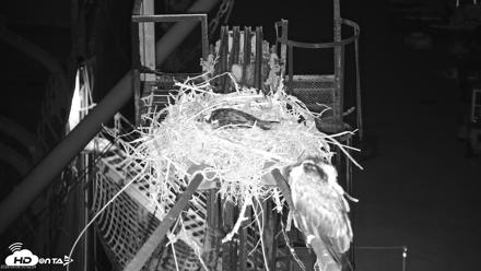 San Francisco Bay Osprey Nest Live Webcam - May 6, 2026, 12:55am PDT