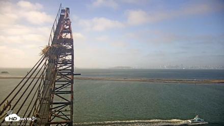 San Francisco Bay Osprey Nest Live Webcam - Sep 12, 2026, 8:05am PDT