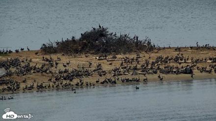 San Francisco Bay Osprey Nest Live Webcam - Sep 9, 2026, 1:42pm PDT