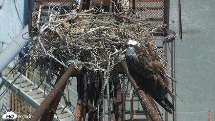 San Francisco Bay Osprey Nest Live Webcam - Jul 2, 2026, 10:59am PDT