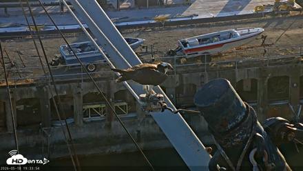 San Francisco Bay Osprey Nest Live Webcam - May 18, 2026, 7:34pm PDT