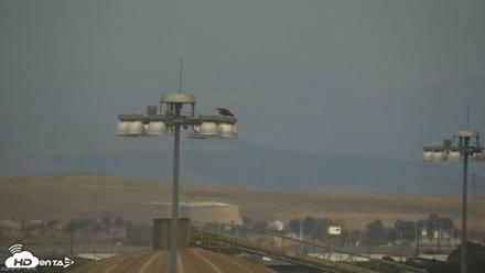 San Francisco Bay Osprey Nest Live Webcam - Aug 18, 2026, 11:58am PDT