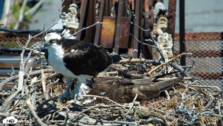 San Francisco Bay Osprey Nest Live Webcam - May 20, 2026, 12:27pm PDT