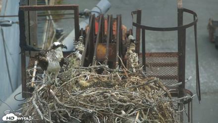 San Francisco Bay Osprey Nest Live Webcam - Jul 17, 2026, 11:09am PDT