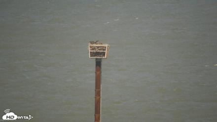 San Francisco Bay Osprey Nest Live Webcam - Jul 9, 2026, 3:21pm PDT