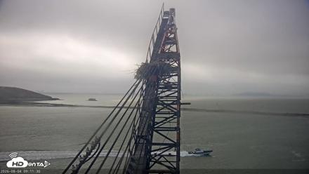 San Francisco Bay Osprey Nest Live Webcam - Aug 4, 2026, 9:12am PDT