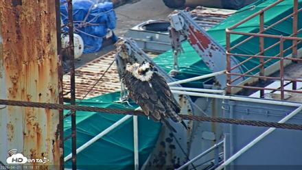 San Francisco Bay Osprey Nest Live Webcam - Apr 21, 2026, 7:19pm PDT