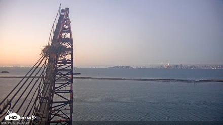 San Francisco Bay Osprey Nest Live Webcam - Sep 13, 2026, 6:31am PDT