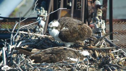 San Francisco Bay Osprey Nest Live Webcam - May 27, 2026, 8:39am PDT