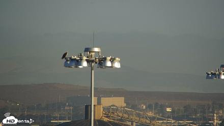 San Francisco Bay Osprey Nest Live Webcam - Oct 14, 2026, 8:05am PDT