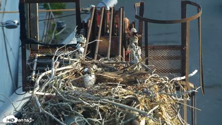 San Francisco Bay Osprey Nest Live Webcam - May 20, 2026, 7:03am PDT