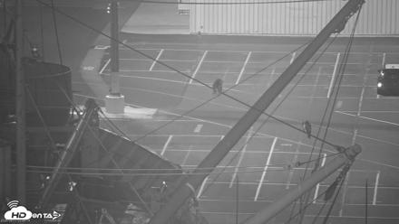 San Francisco Bay Osprey Nest Live Webcam - Aug 17, 2026, 3:46am PDT