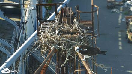 San Francisco Bay Osprey Nest Live Webcam - Apr 30, 2026, 6:09pm PDT