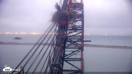 San Francisco Bay Osprey Nest Live Webcam - Jun 16, 2026, 5:33am PDT