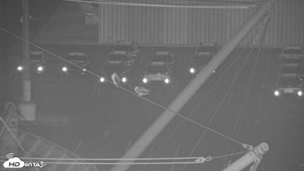 San Francisco Bay Osprey Nest Live Webcam - May 30, 2026, 9:58pm PDT
